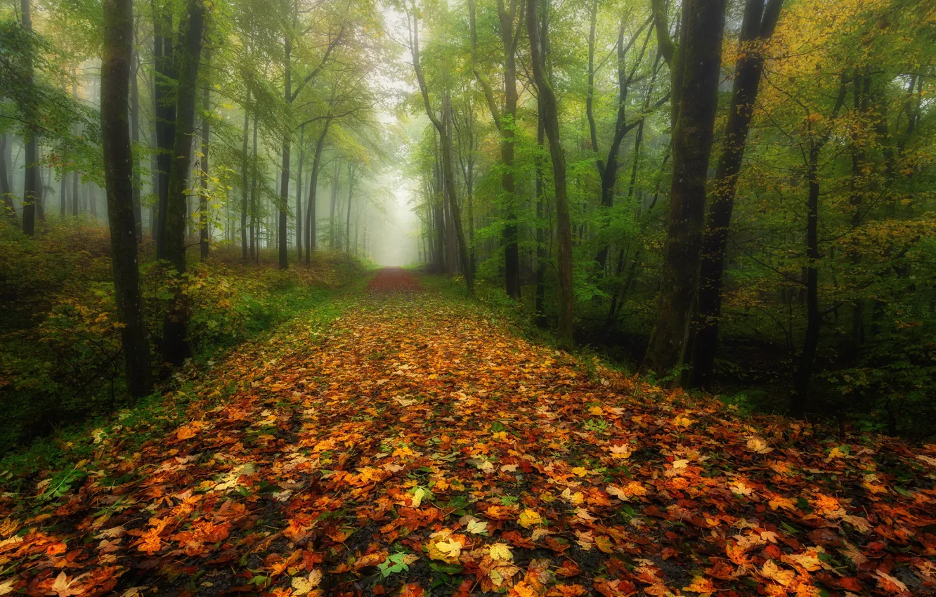 Photo wallpaper road, autumn, forest, leaves, trees, branches, fog, Park