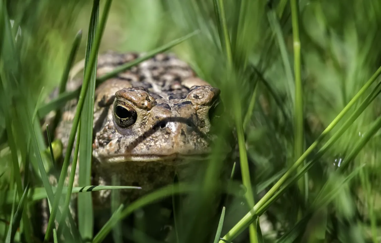 Photo wallpaper grass, nature, frog