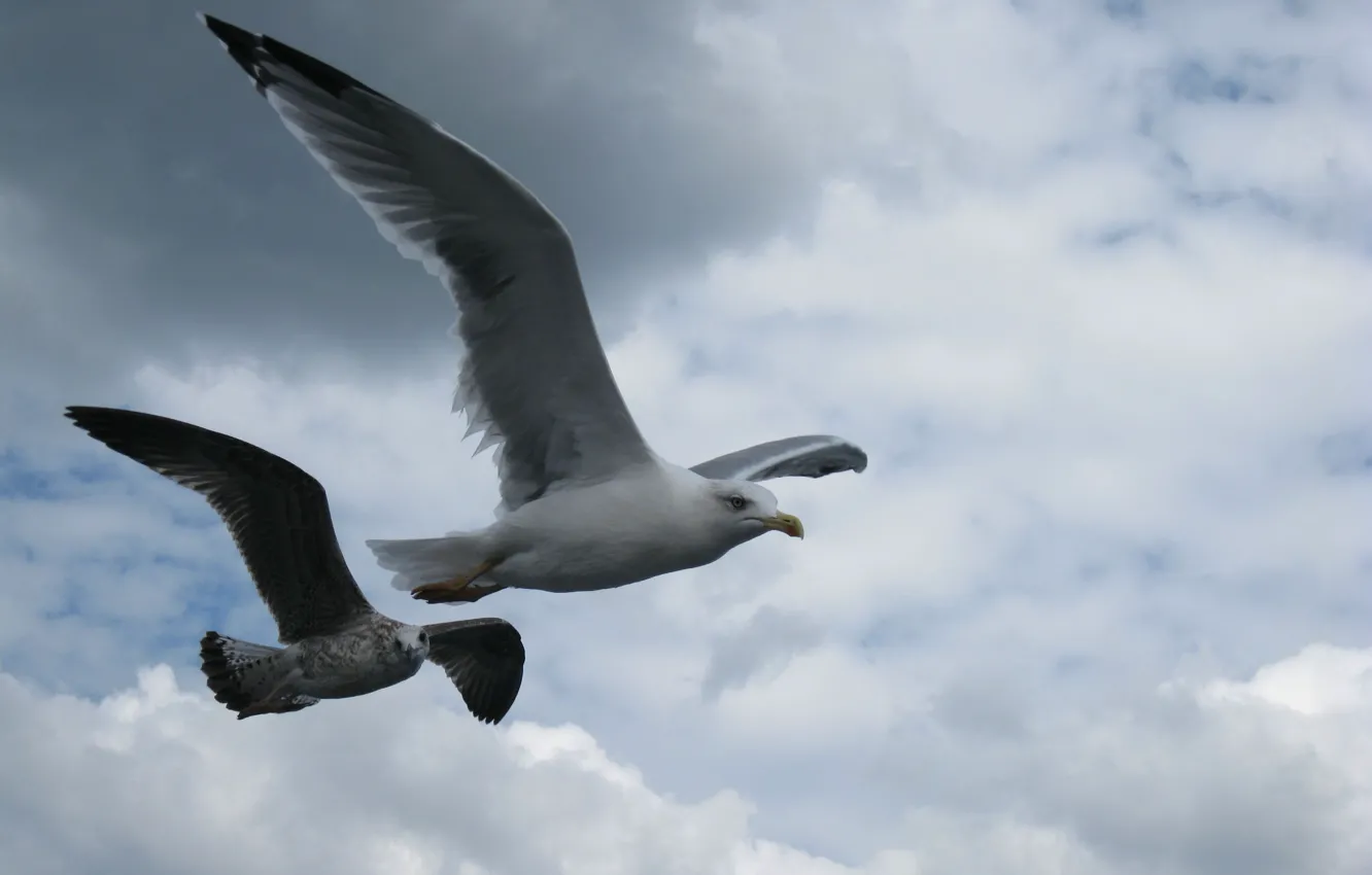 Photo wallpaper the sky, flight, seagulls