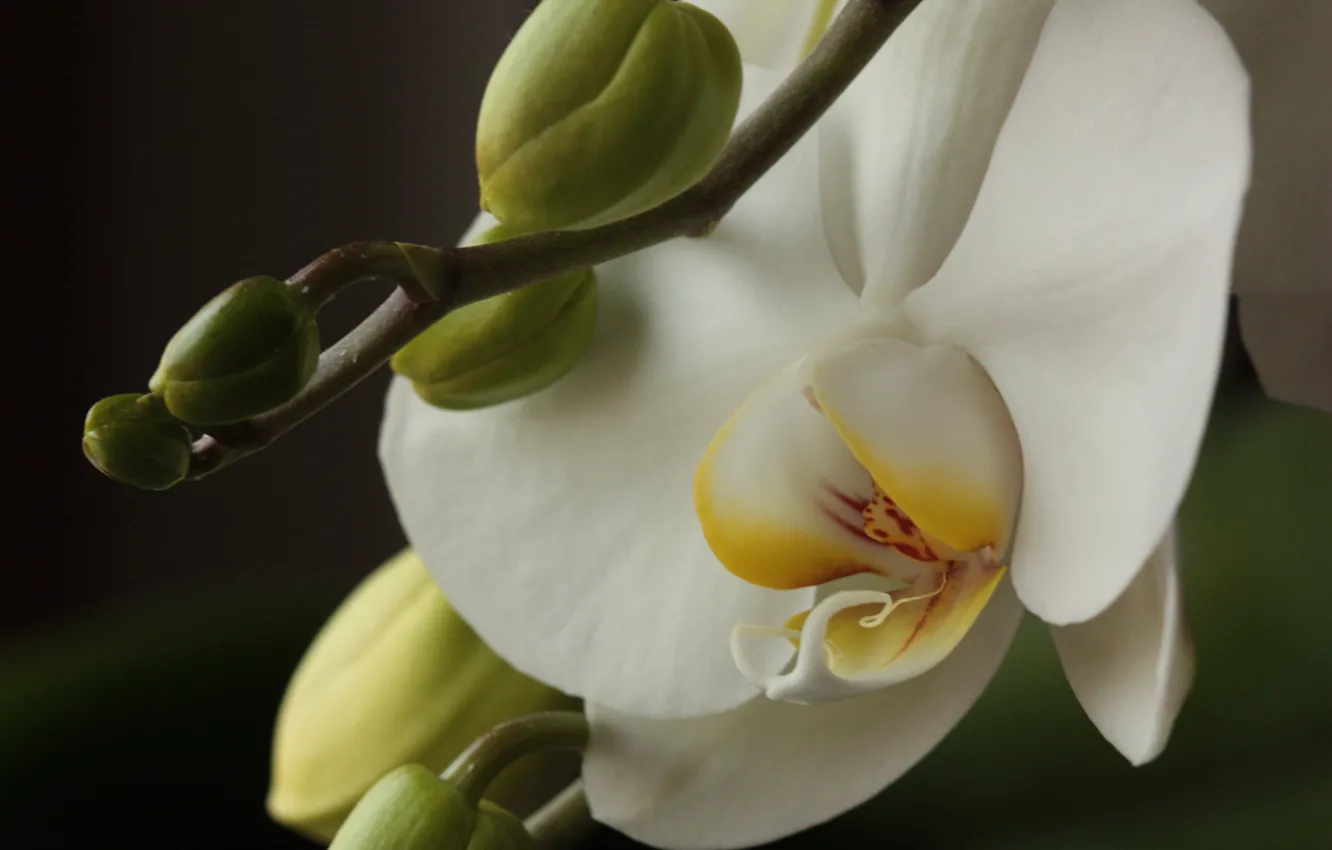 Photo wallpaper Flowers, Orchid, Orchid