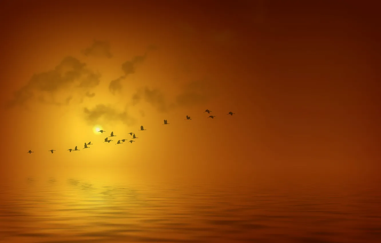 Photo wallpaper sea, water, the sun, flight, landscape, sunset, birds, background