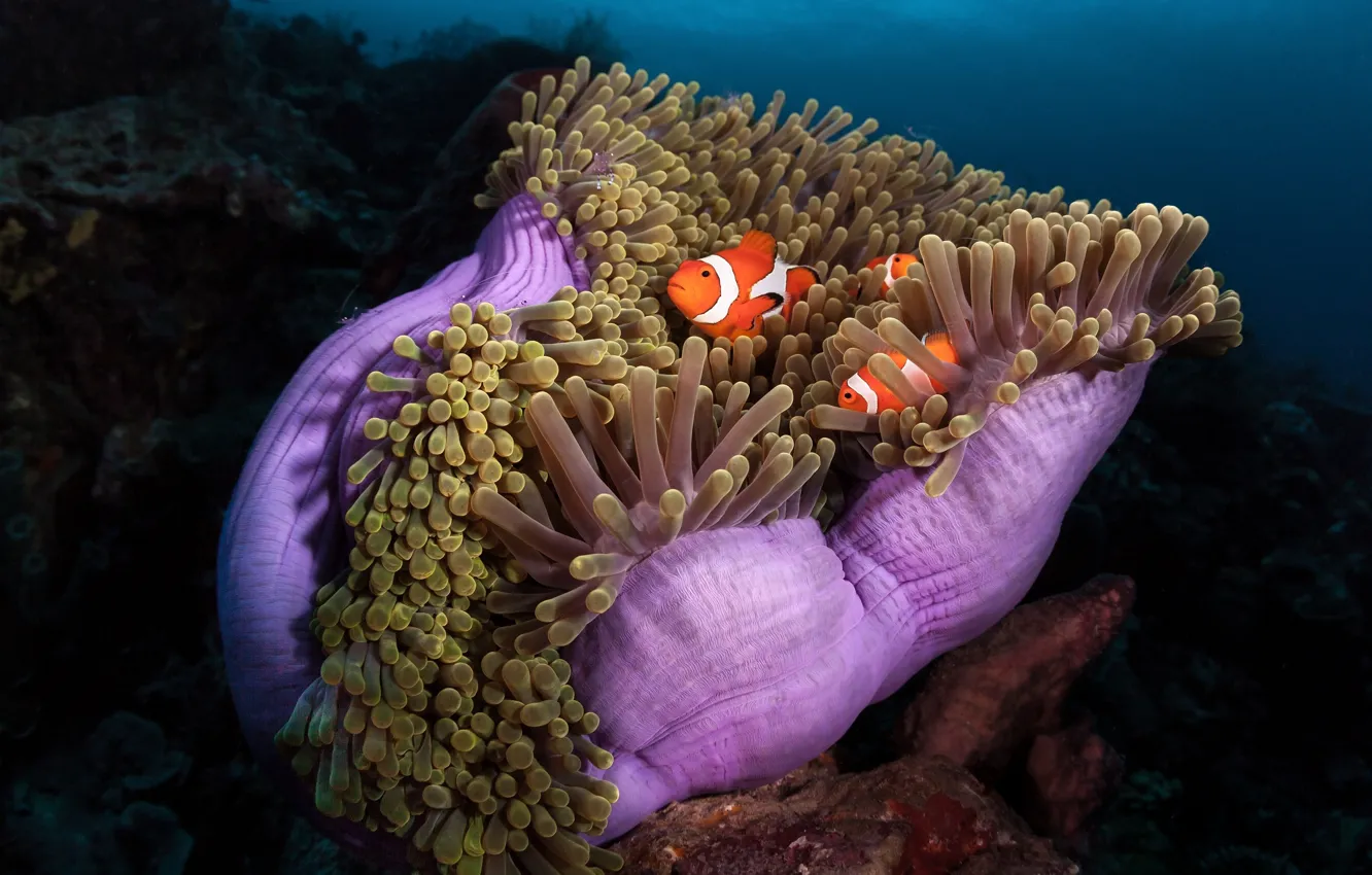 Photo wallpaper sea, fish, the ocean, fish, under water, sea anemones, coral polyps, sea anemones
