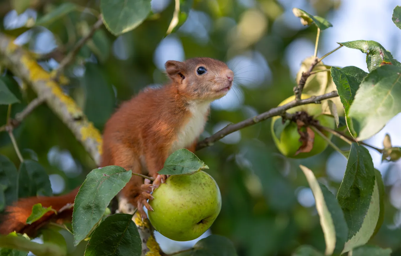 Photo wallpaper leaves, trees, branches, nature, animal, apples, protein, cub