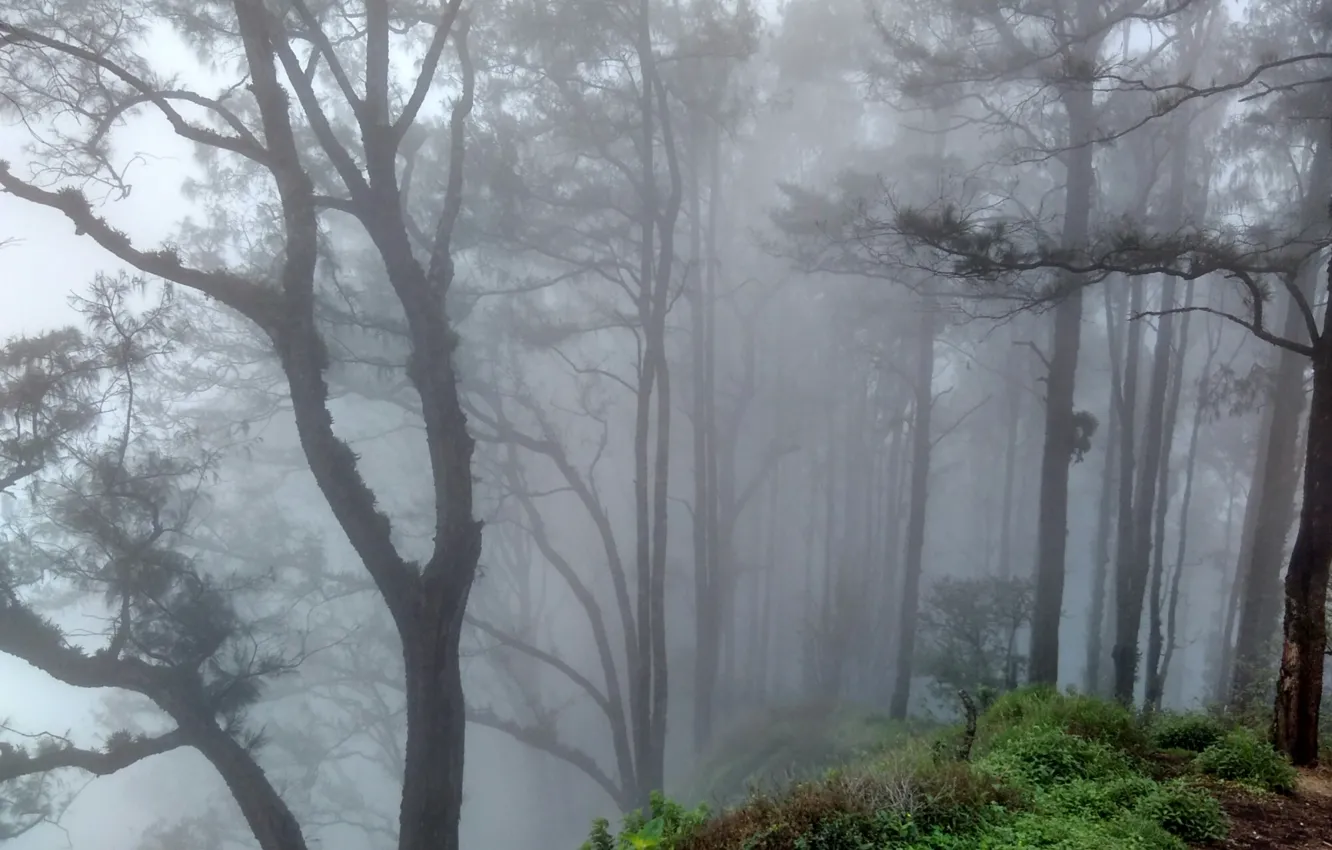 Photo wallpaper forest, trees, nature, fog