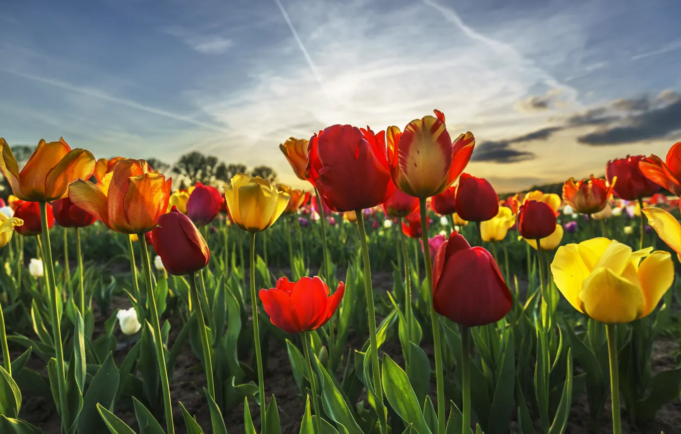 Photo wallpaper flowers, nature, spring, tulips