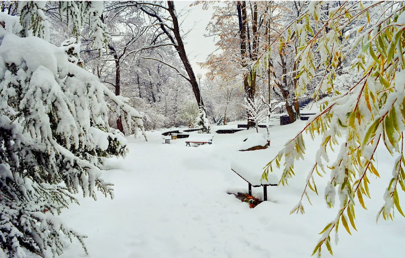 Photo wallpaper winter, snow, Park, frost, park, winter, snow, frost