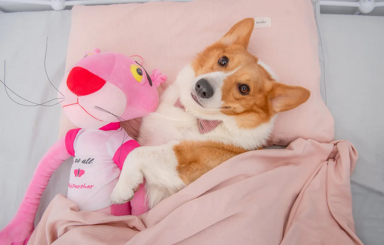 Photo wallpaper look, pose, smile, toy, dog, bed, lies, blanket