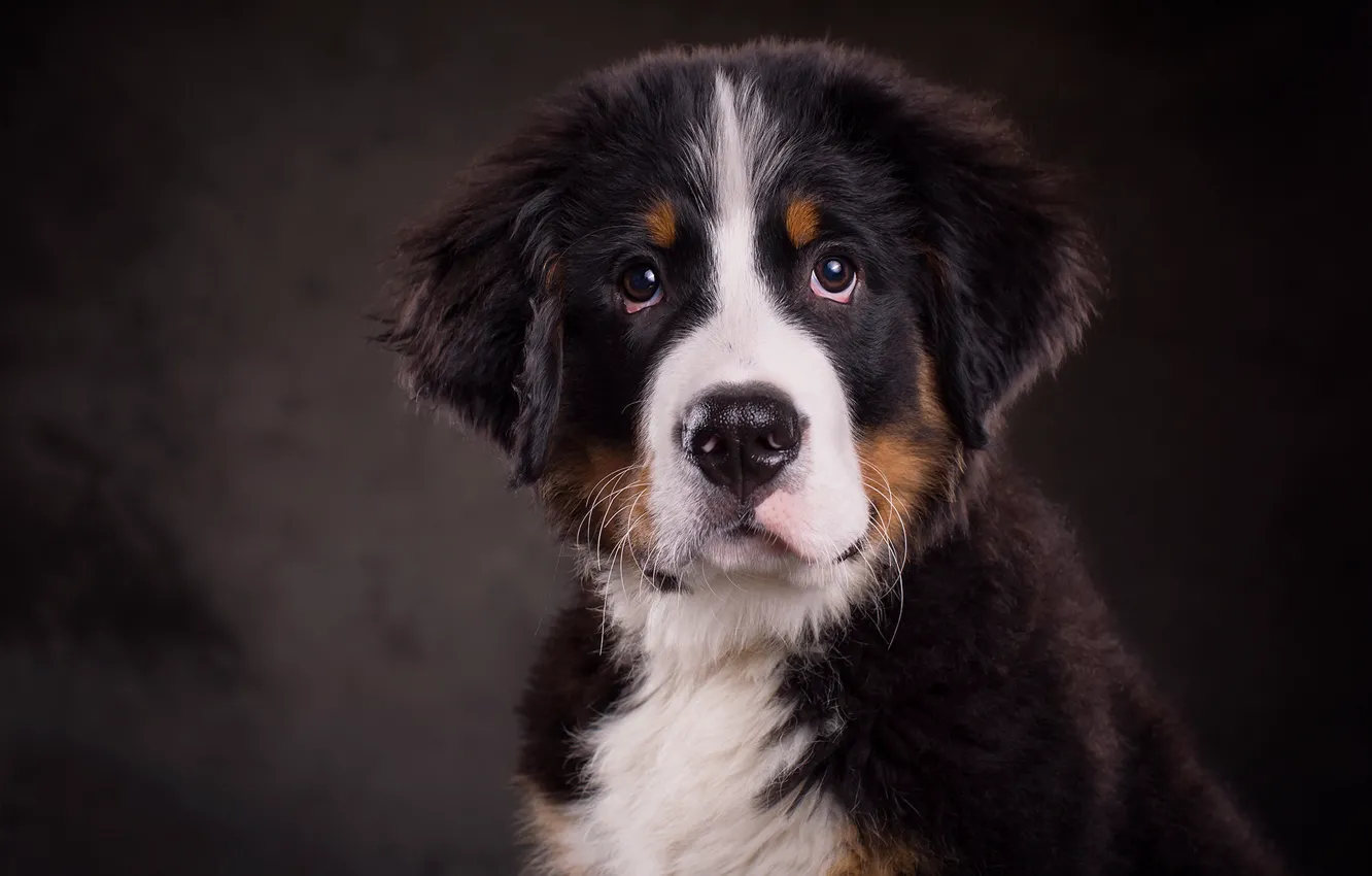 Photo wallpaper the dark background, portrait, dog, Bernese mountain dog