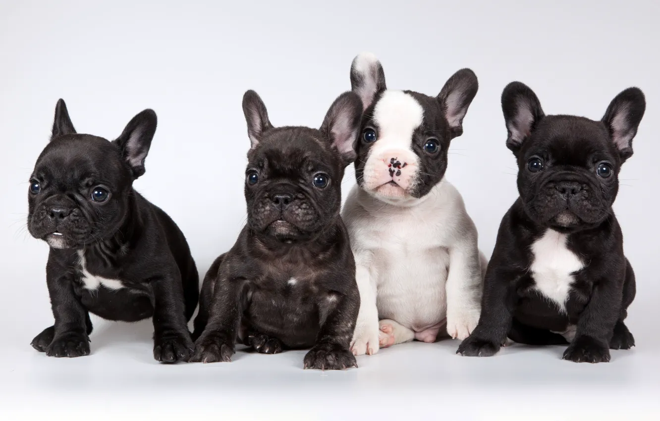 Photo wallpaper background, each, dog