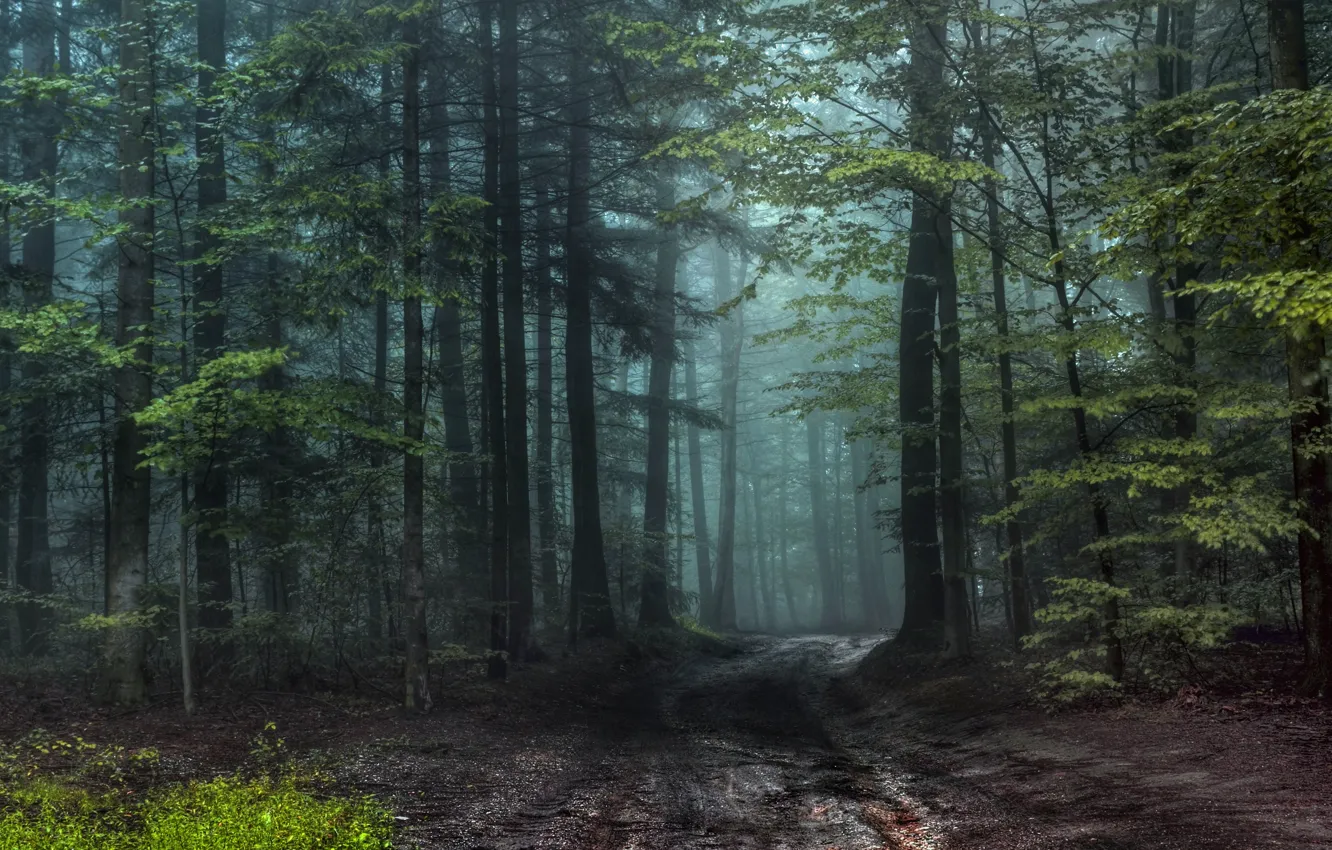 Photo wallpaper road, forest, trees, branches, fog, morning, haze, trunk