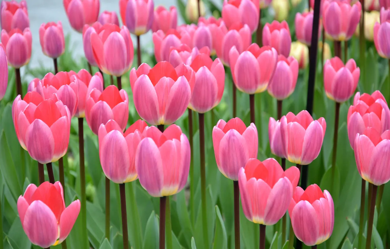 Photo wallpaper pink, tulips, buds