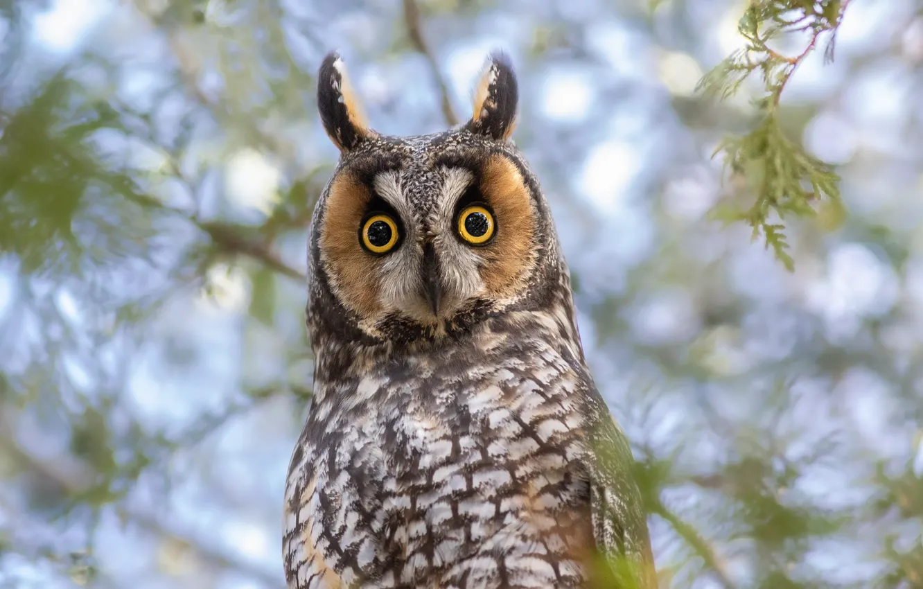 Photo wallpaper look, branches, owl, bird, bokeh, eyes, Long-eared owl