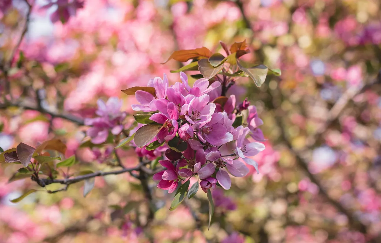 Photo wallpaper branch, spring, Apple, flowering, bokeh