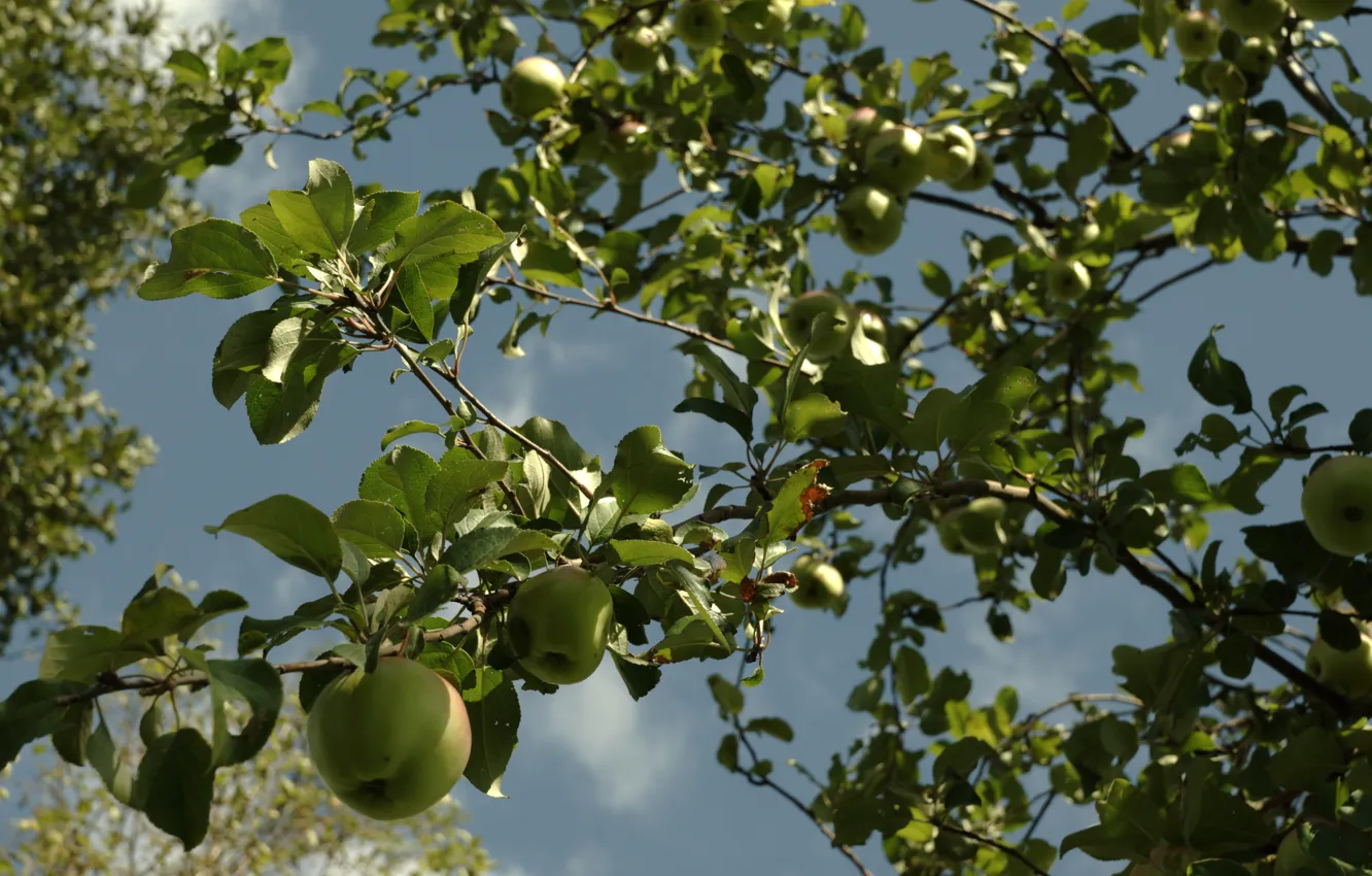 Photo wallpaper summer, tree, apples