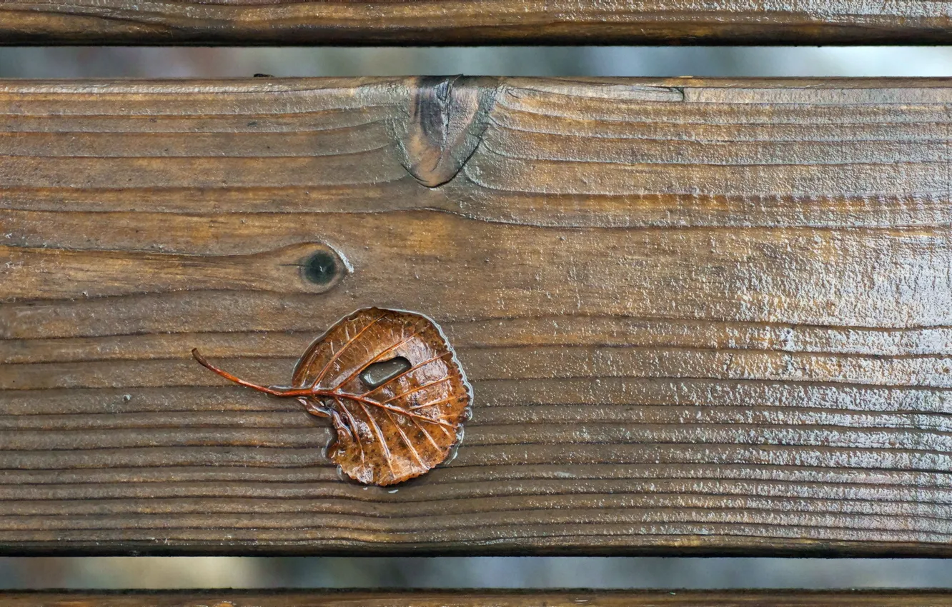 Photo wallpaper rain, board, leaf