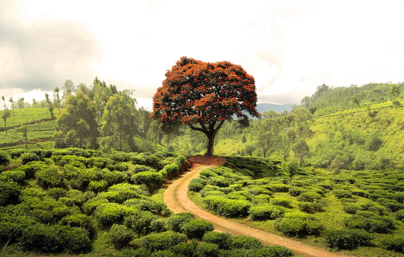 Photo wallpaper road, greens, field, summer, trees, landscape, nature, hills