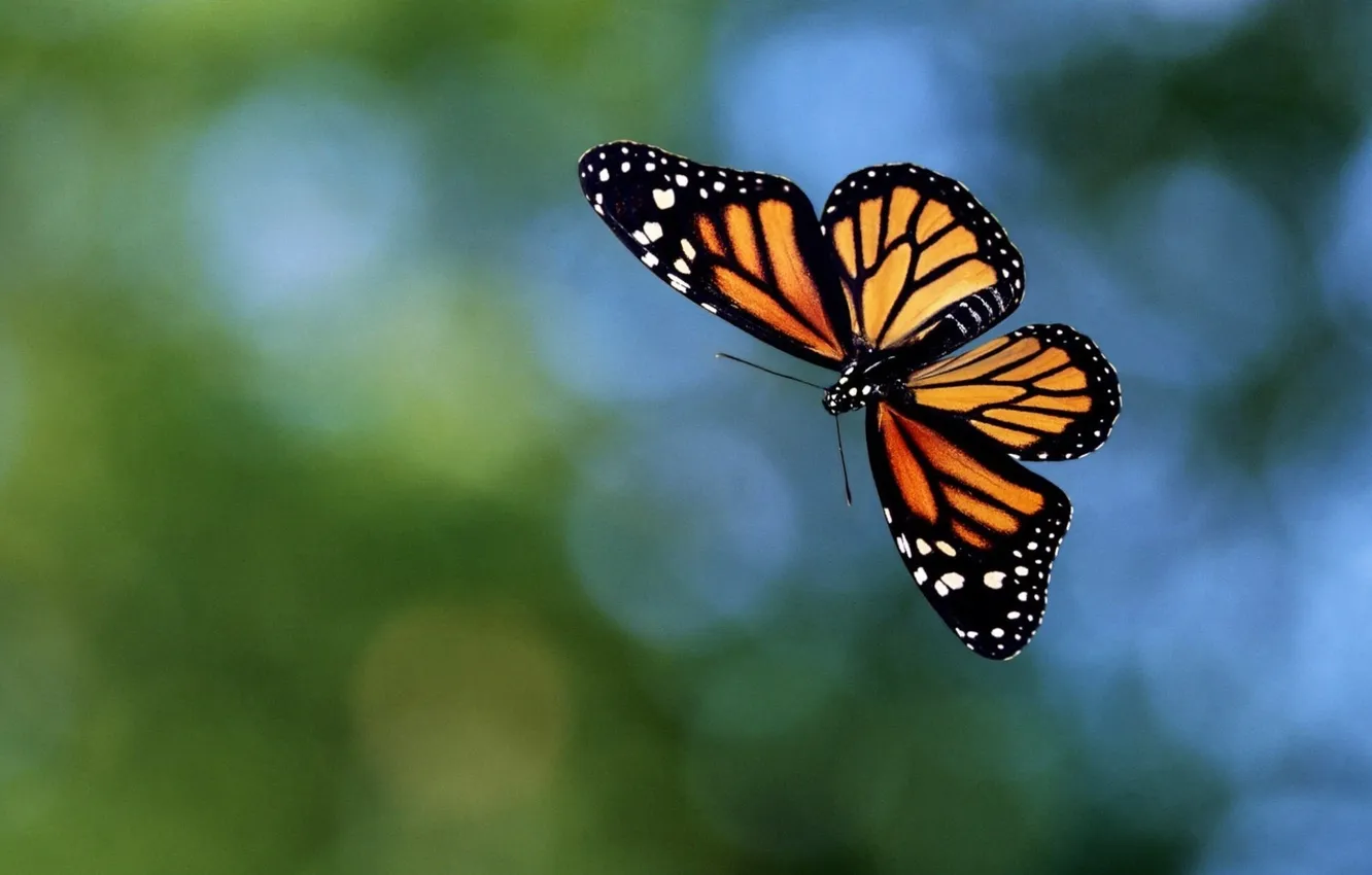 Photo wallpaper green, background, butterfly, motley