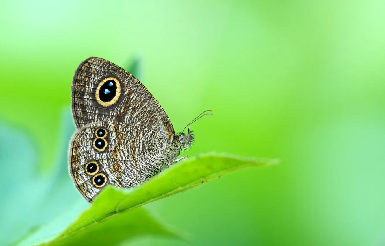 Photo wallpaper leaves, nature, pattern, butterfly, wings, insect, rastaje