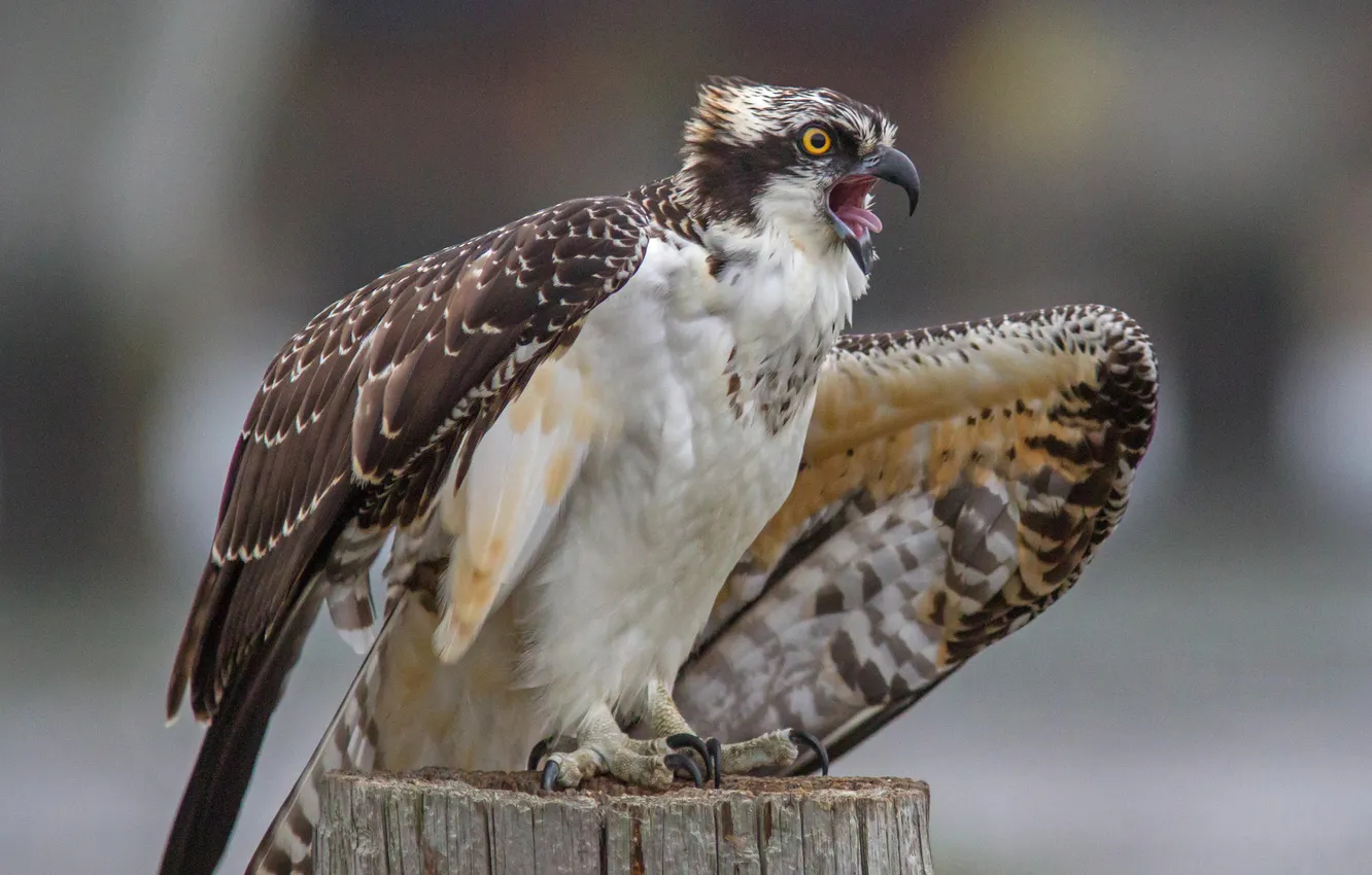 Photo wallpaper bird, wings, feathers, beak
