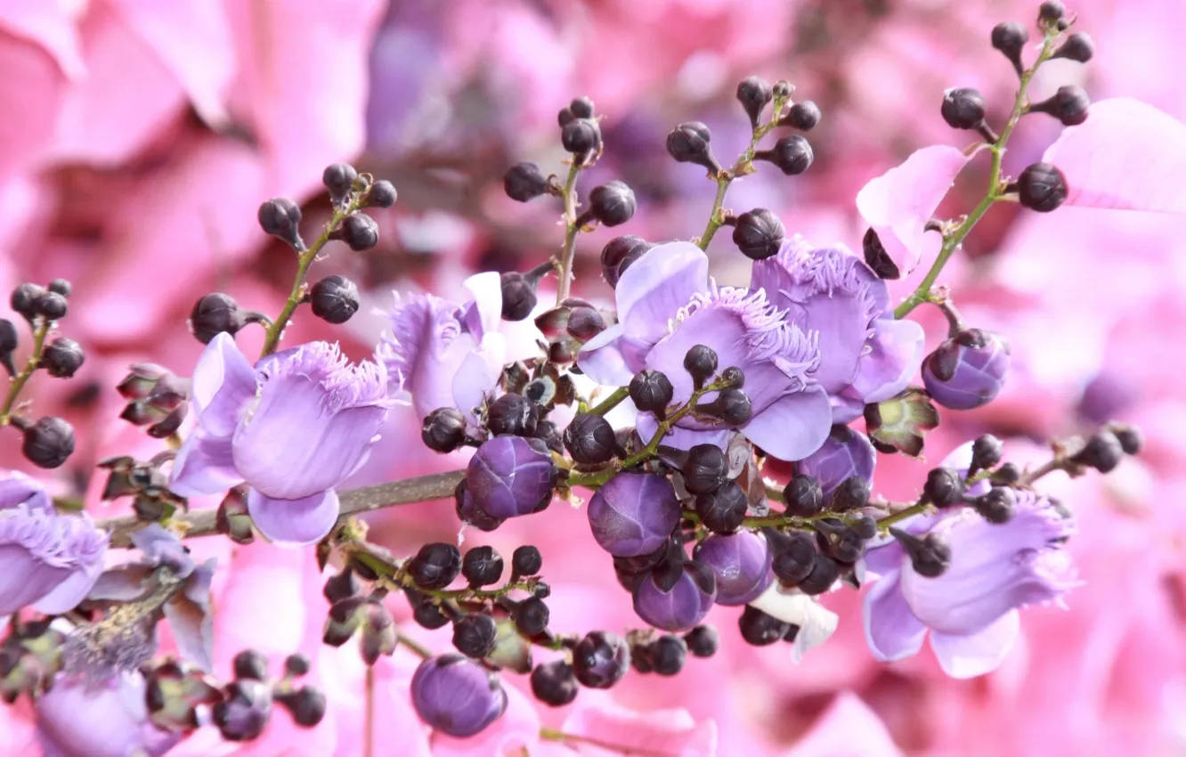Photo wallpaper lilac, pink, beautiful