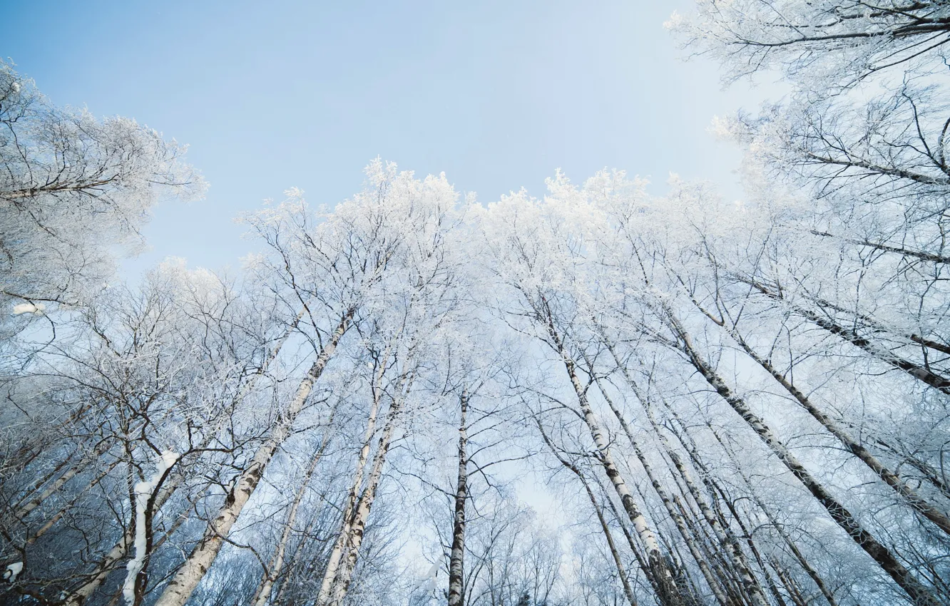 Photo wallpaper the sky, snow, nature, birch