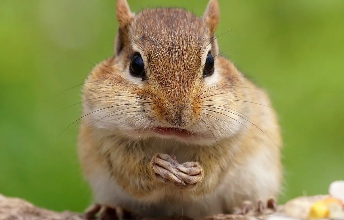 Photo wallpaper macro, nature, chipmunk