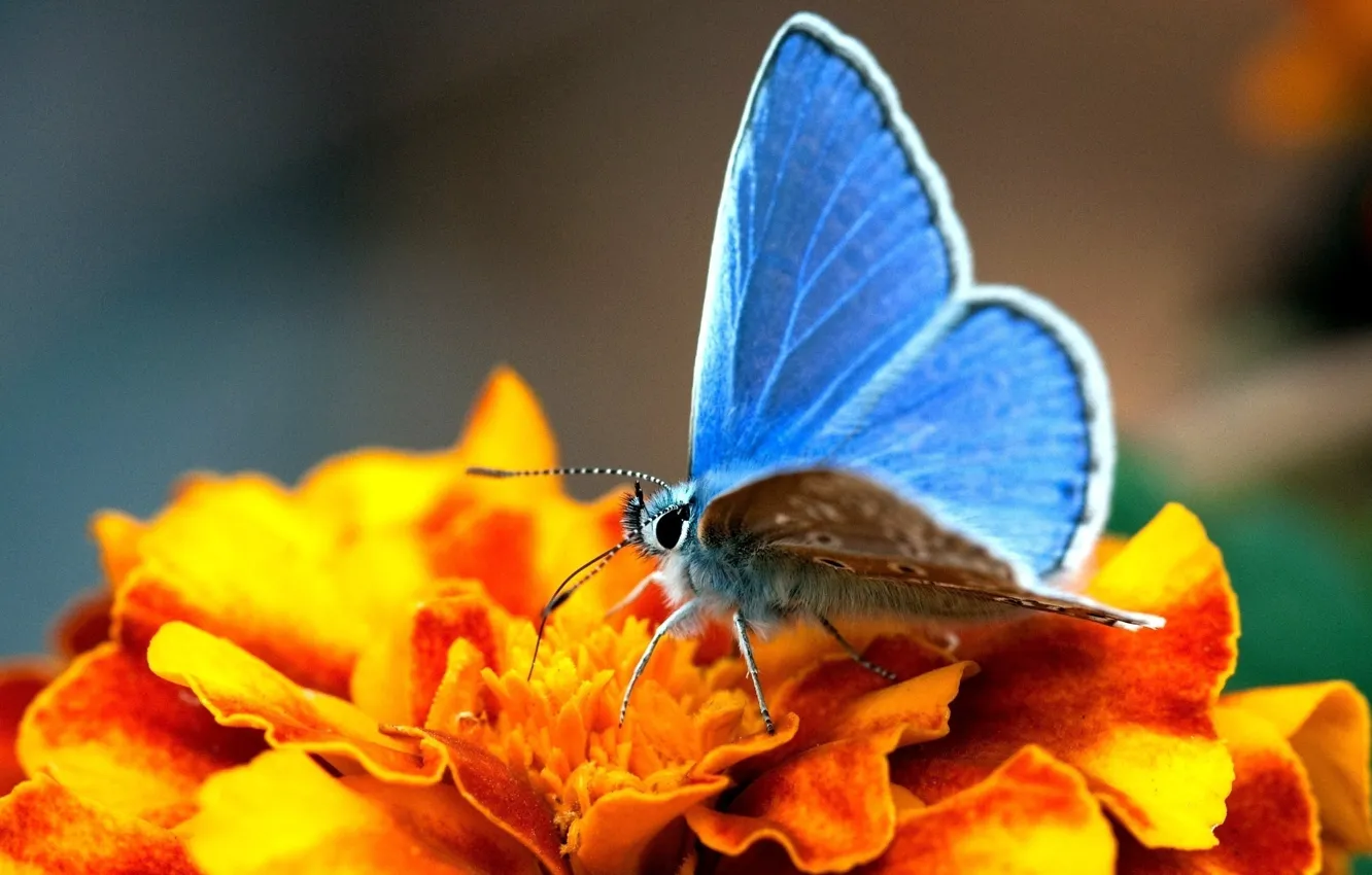 Photo wallpaper flower, yellow, butterfly, wings, blue