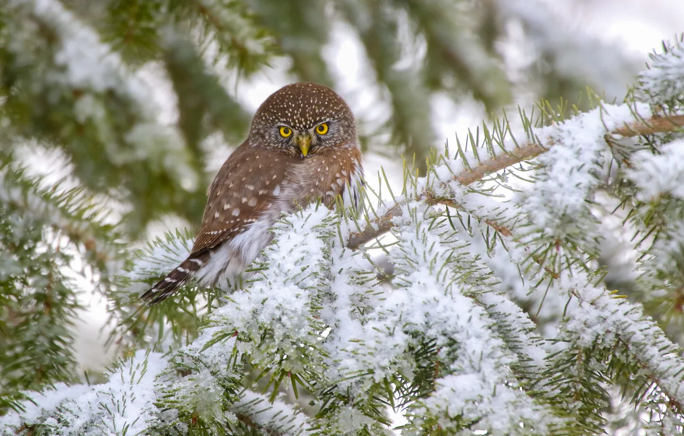 Photo wallpaper snow, branches, owl, bird, Pygmy owl, California pygmy owl-the gnome