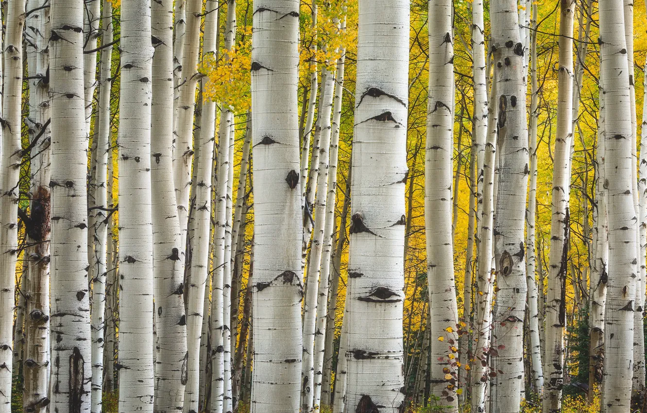 Photo wallpaper trees, Colorado, USA, aspen