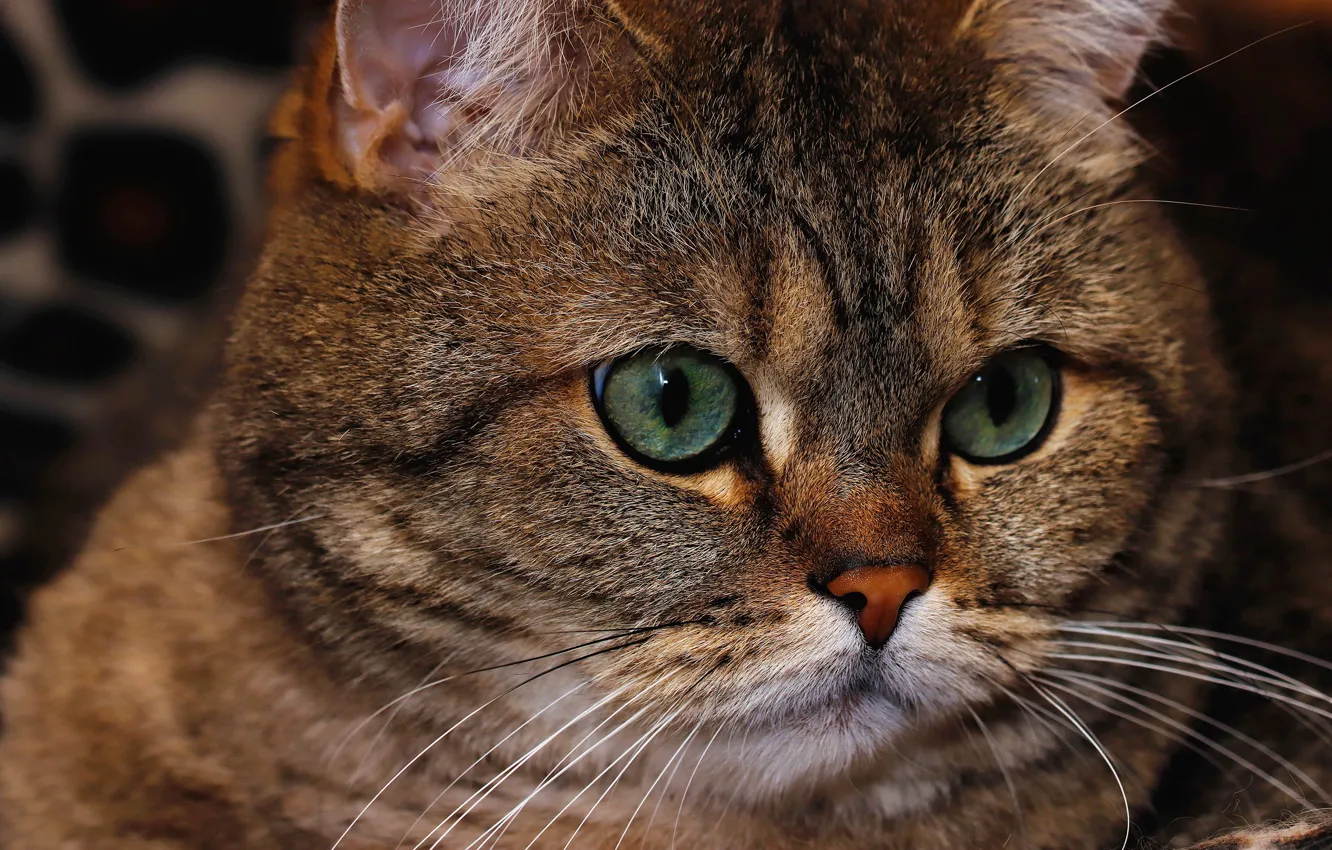 Photo wallpaper cat, cat, look, face, close-up, the dark background, grey, portrait