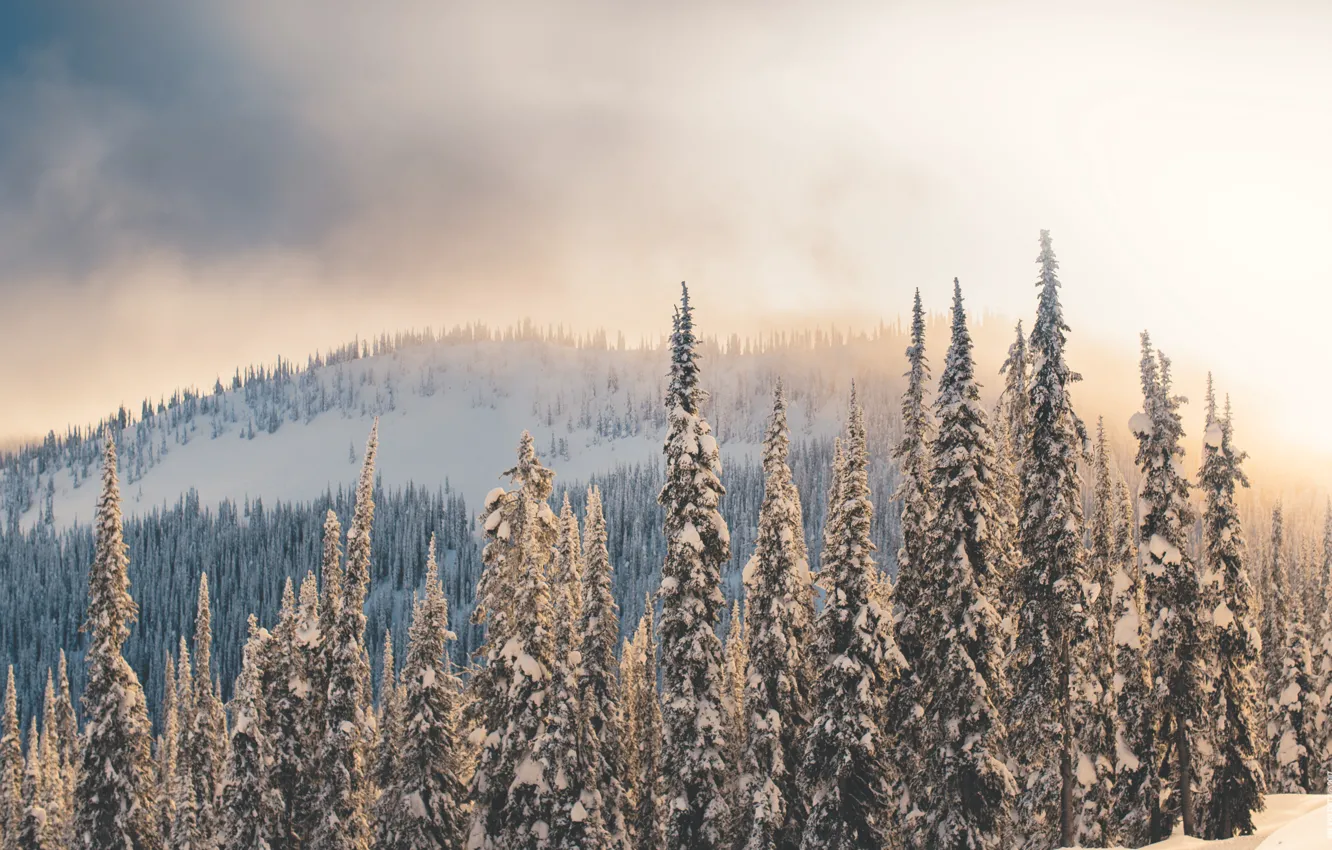 Photo wallpaper winter, forest, light, snow, trees, mountains, fog, ate