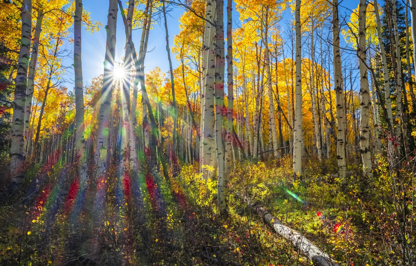Photo wallpaper autumn, forest, the sun, rays, trees, blue