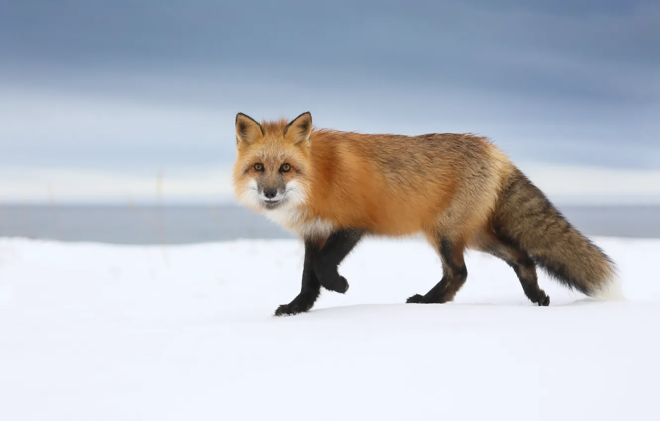 Photo wallpaper look, snow, Fox, red
