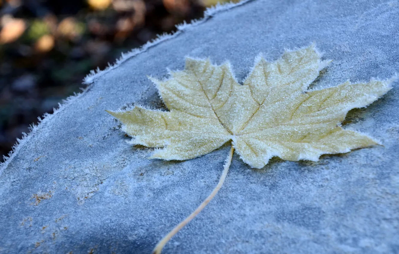 Photo wallpaper frost, autumn, macro, sheet