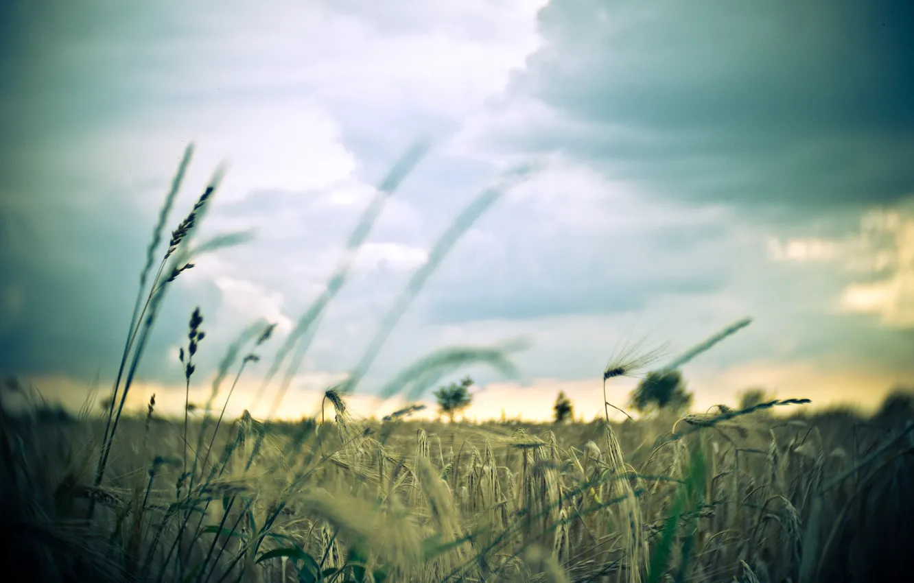 Photo wallpaper wheat, field, the sky, macro, background, widescreen, Wallpaper, rye