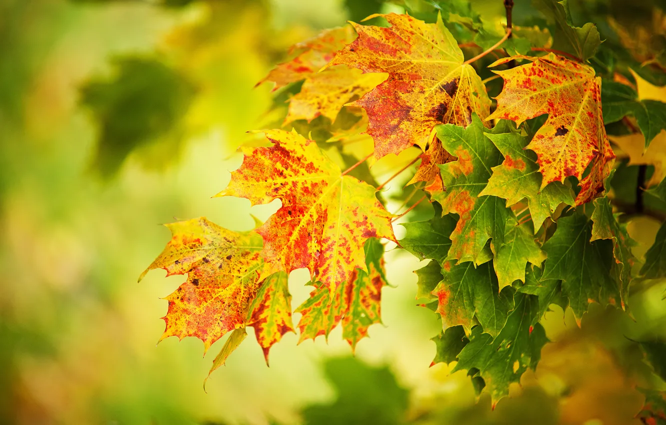 Photo wallpaper autumn, leaves, macro, yellow