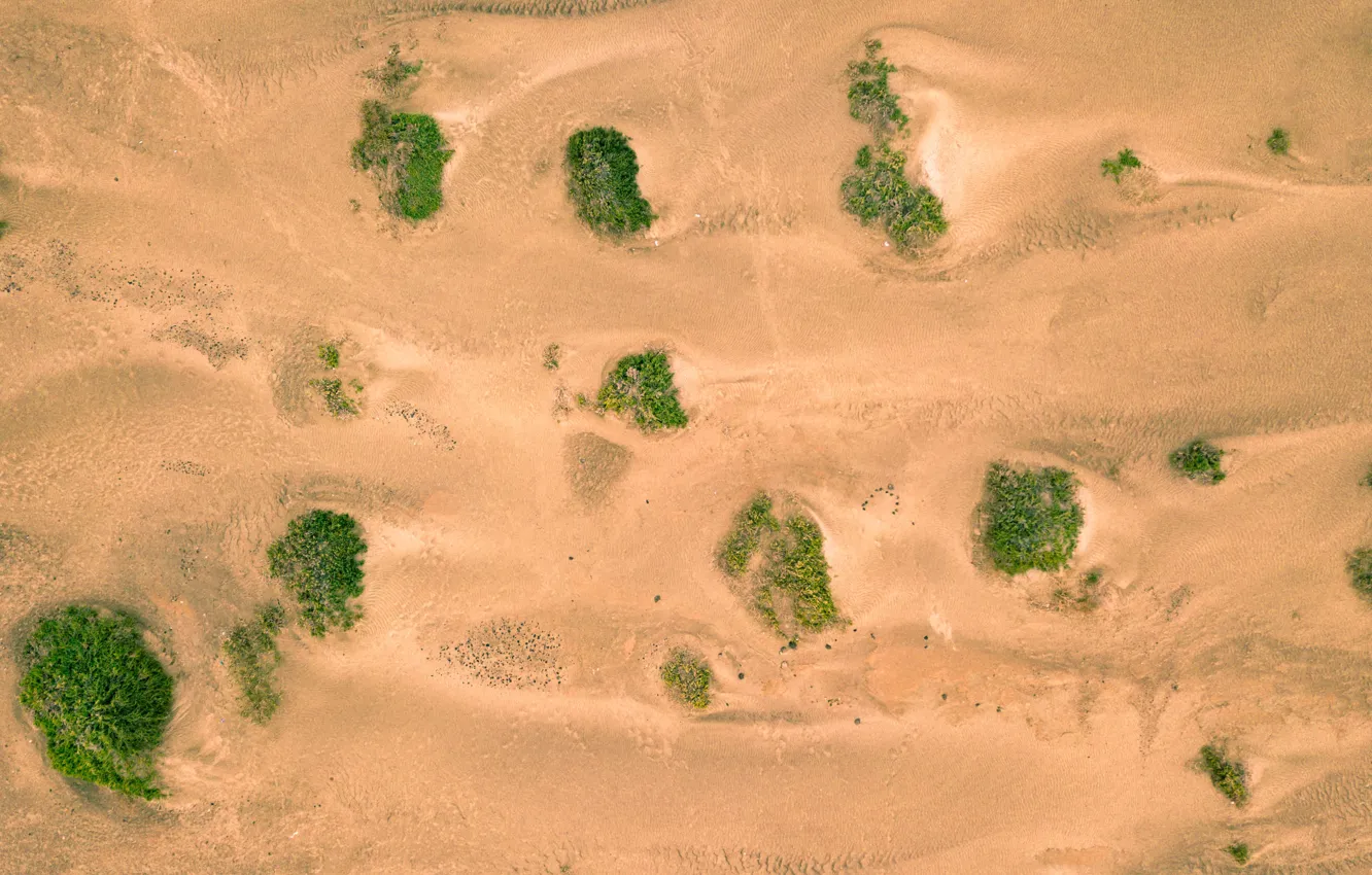 Photo wallpaper sand, greens, vegetation, desert