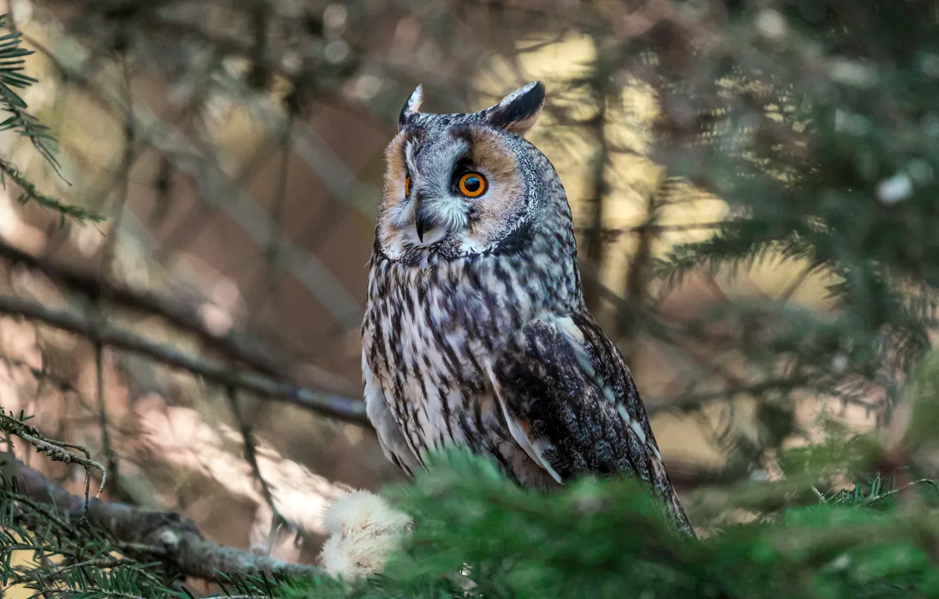 Photo wallpaper branches, bird, spruce, bird, mining, fir-tree, Long-eared owl, Long-eared Owl