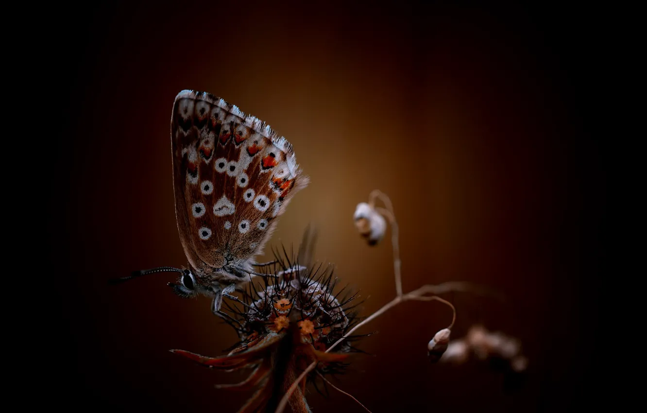 Photo wallpaper butterfly, plant, bokeh