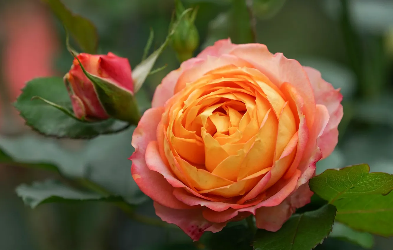 Photo wallpaper macro, close-up, roses, buds