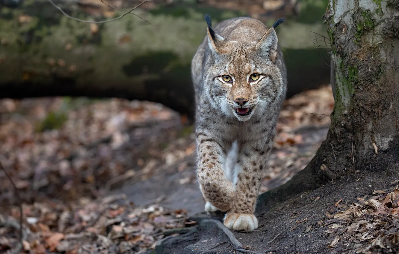 Photo wallpaper autumn, walk, lynx, sneaks