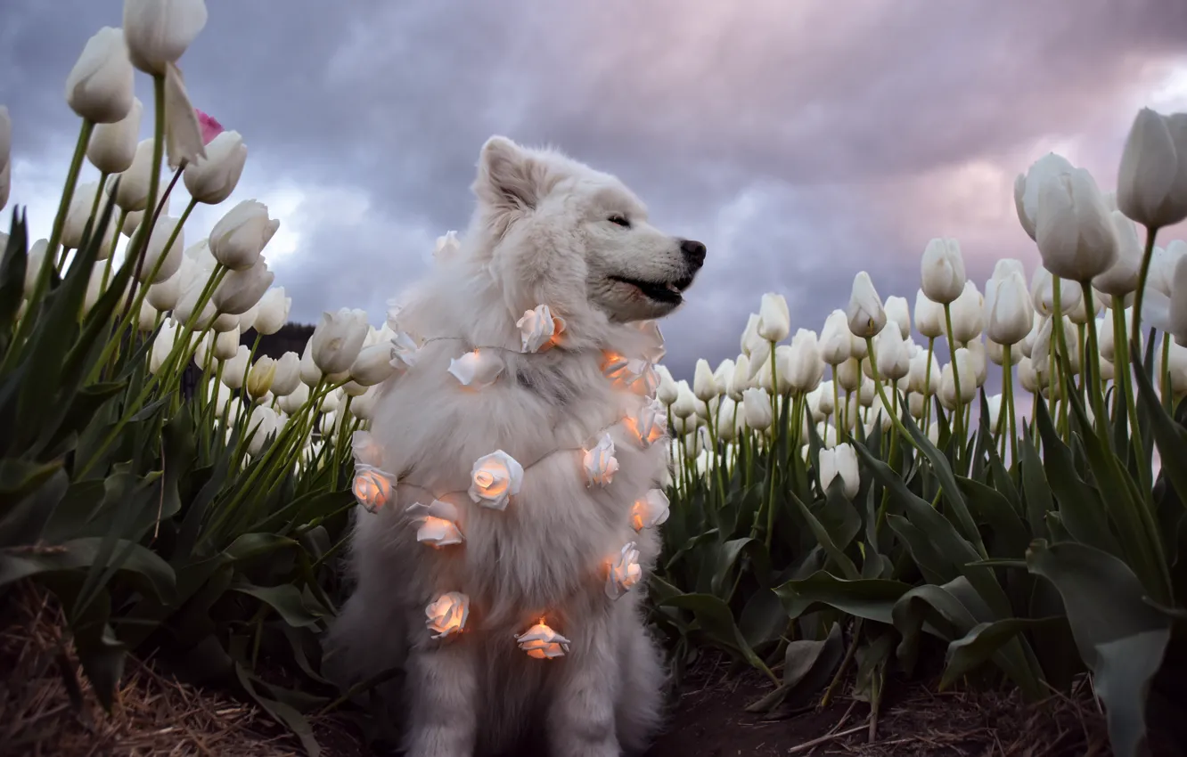 Photo wallpaper look, pose, dog, face, Samoyed
