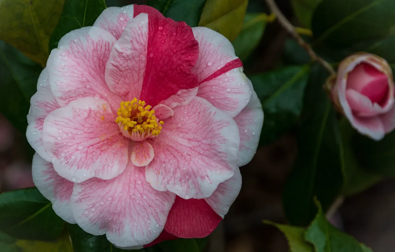 Photo wallpaper flowers, Rosa, petals, Camellia