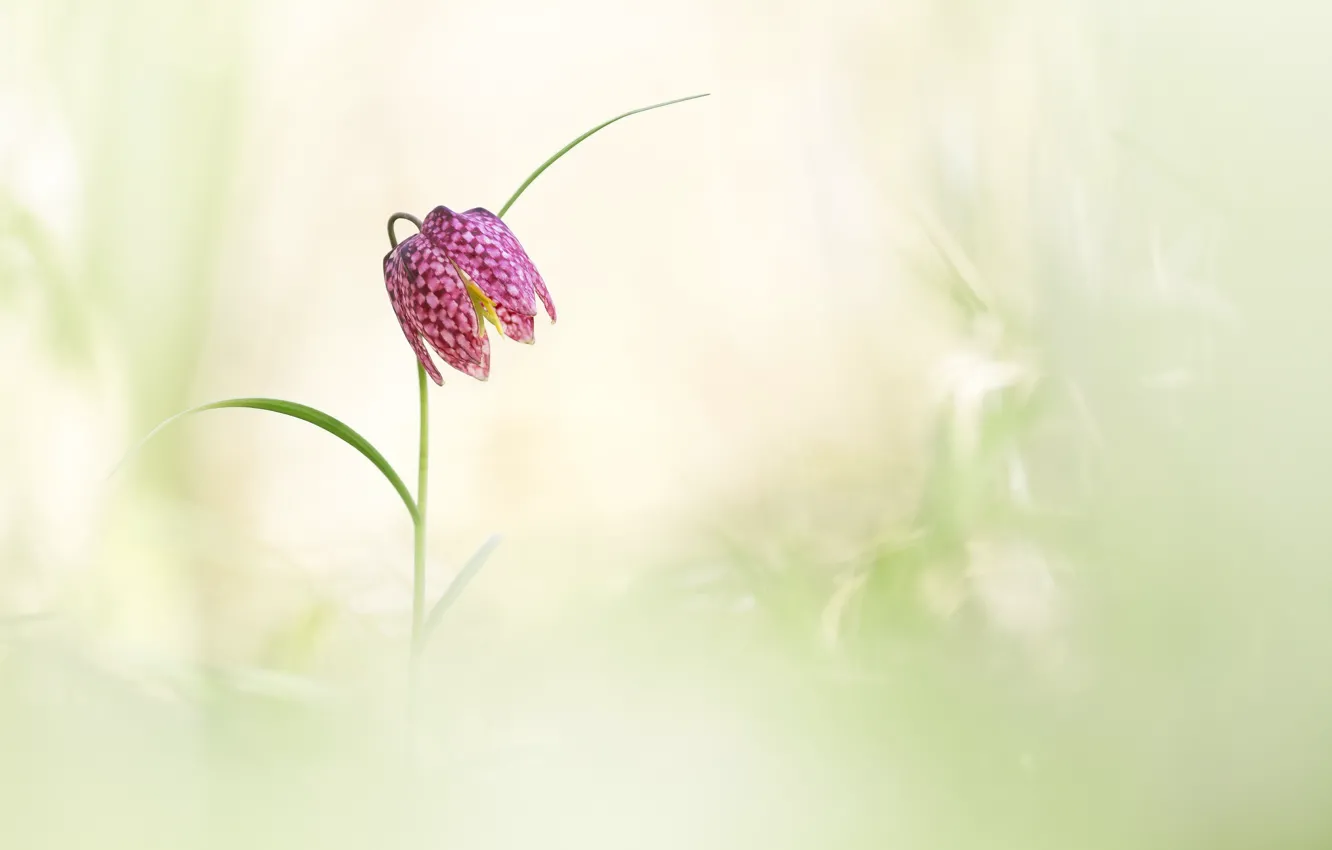 Photo wallpaper flowers, background, spring, Chess grouse