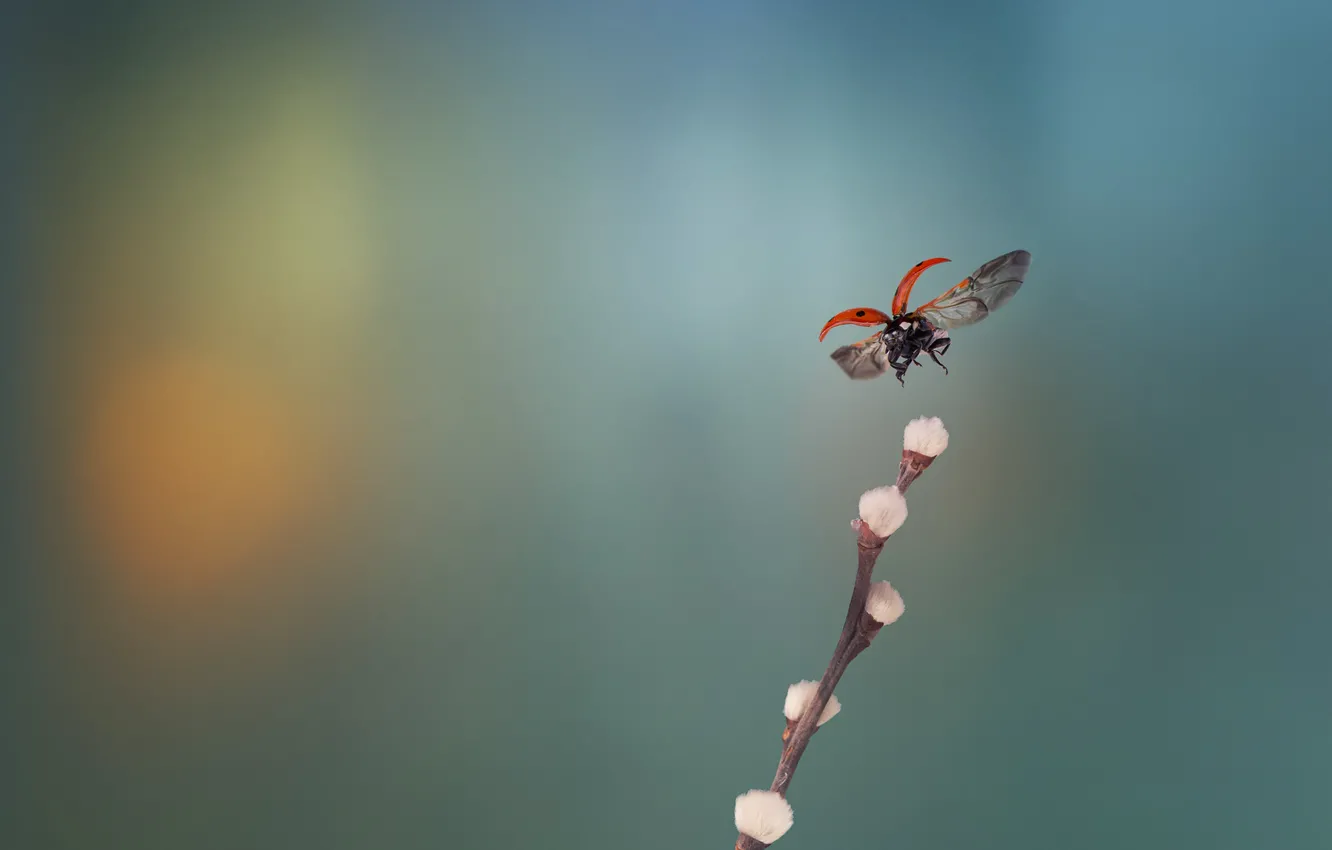 Photo wallpaper ladybug, branch, Verba, in flight