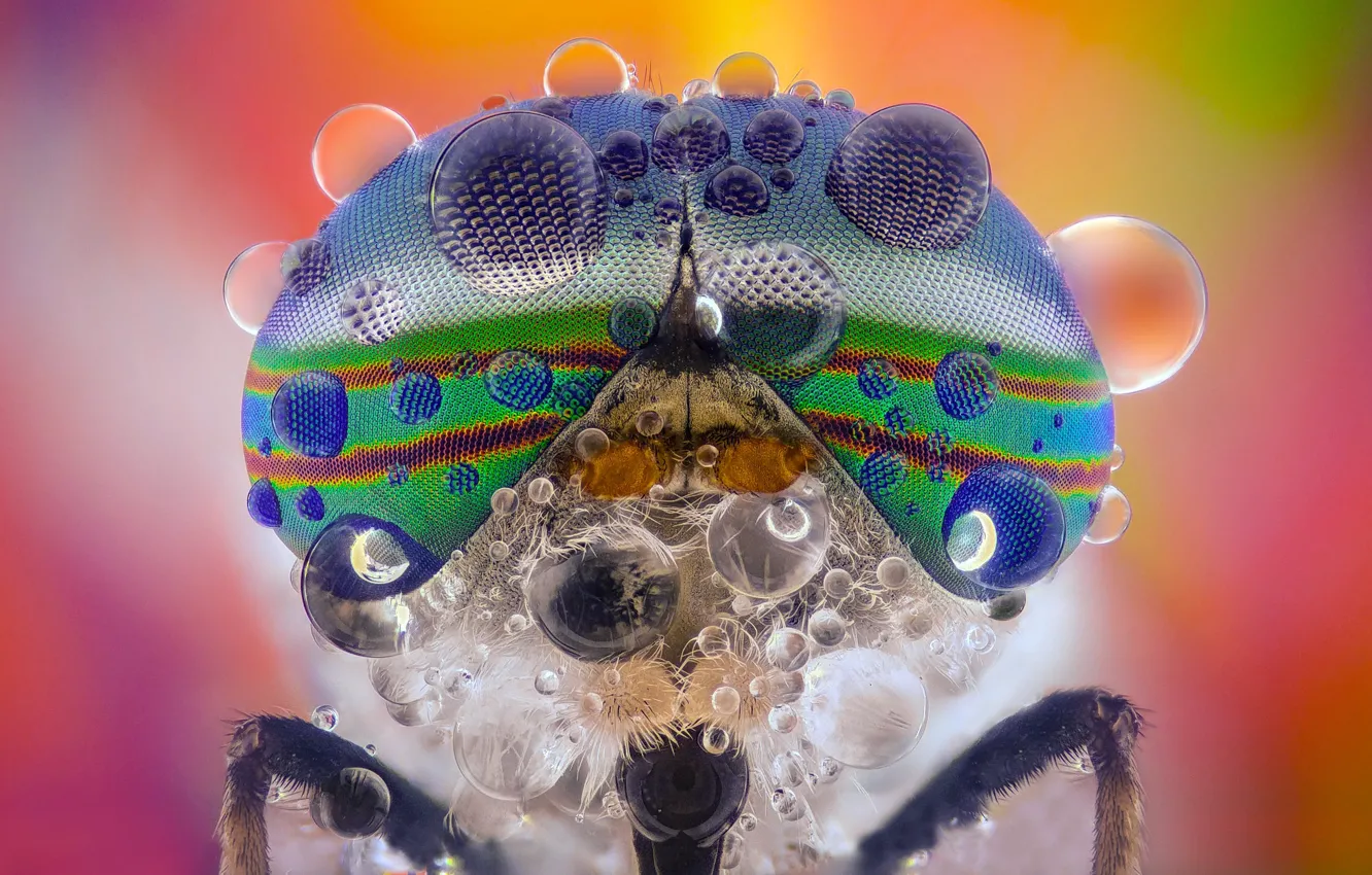 Photo wallpaper drops, fly, beetle