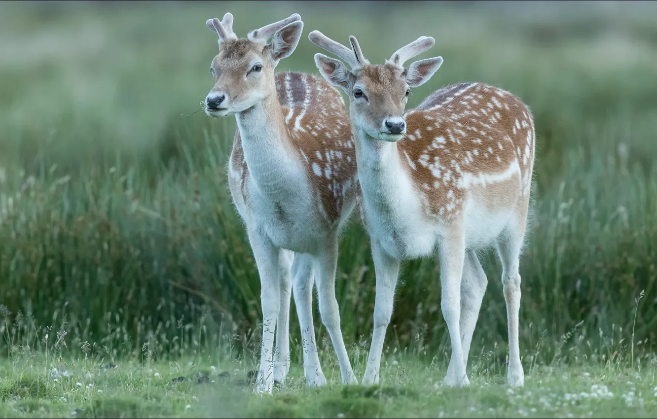 Photo wallpaper nature, animal, deer, pair, animals, nature, two, Dear