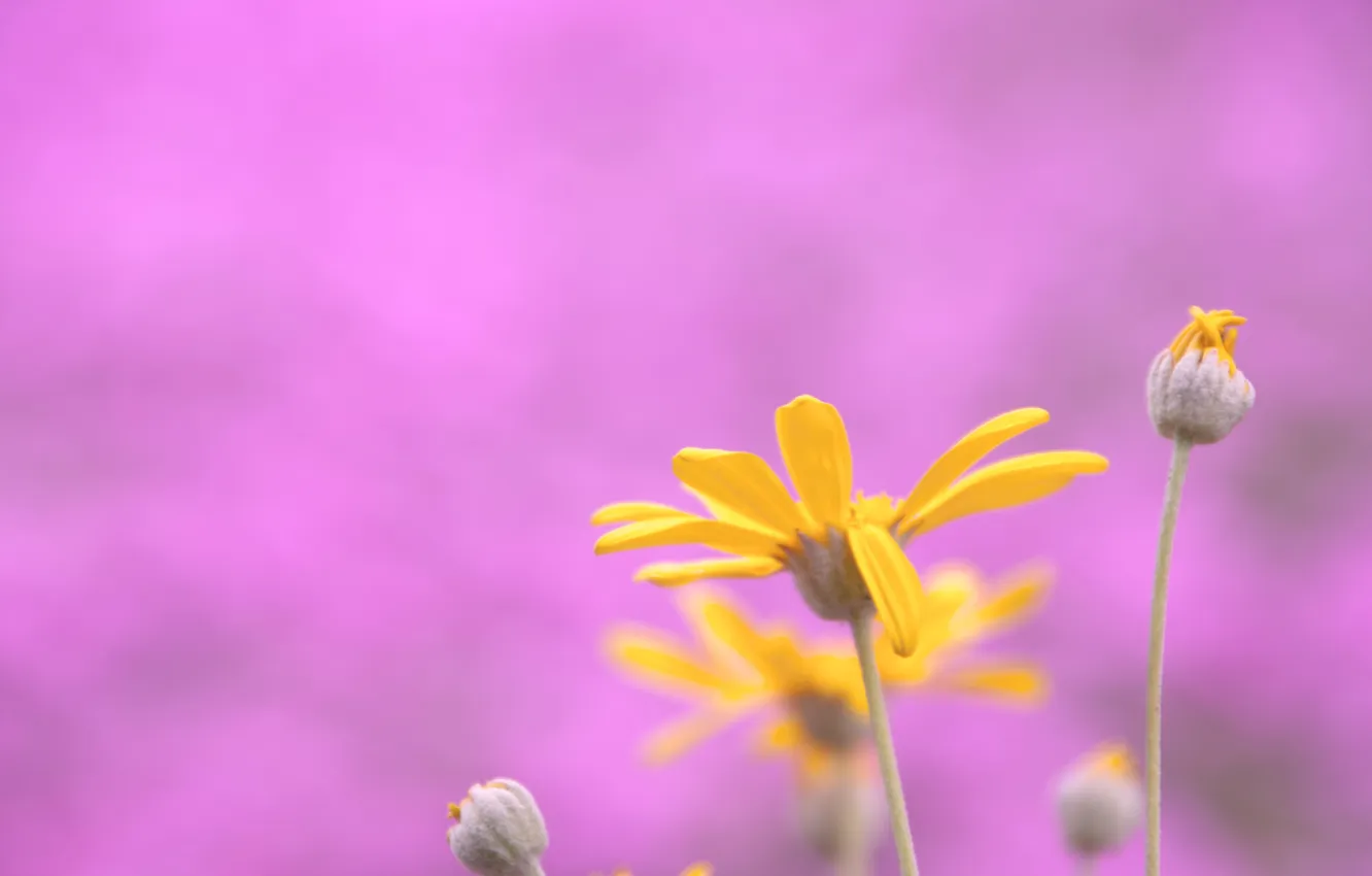 Photo wallpaper flower, macro, nature, background, pink, plant, color, yellow