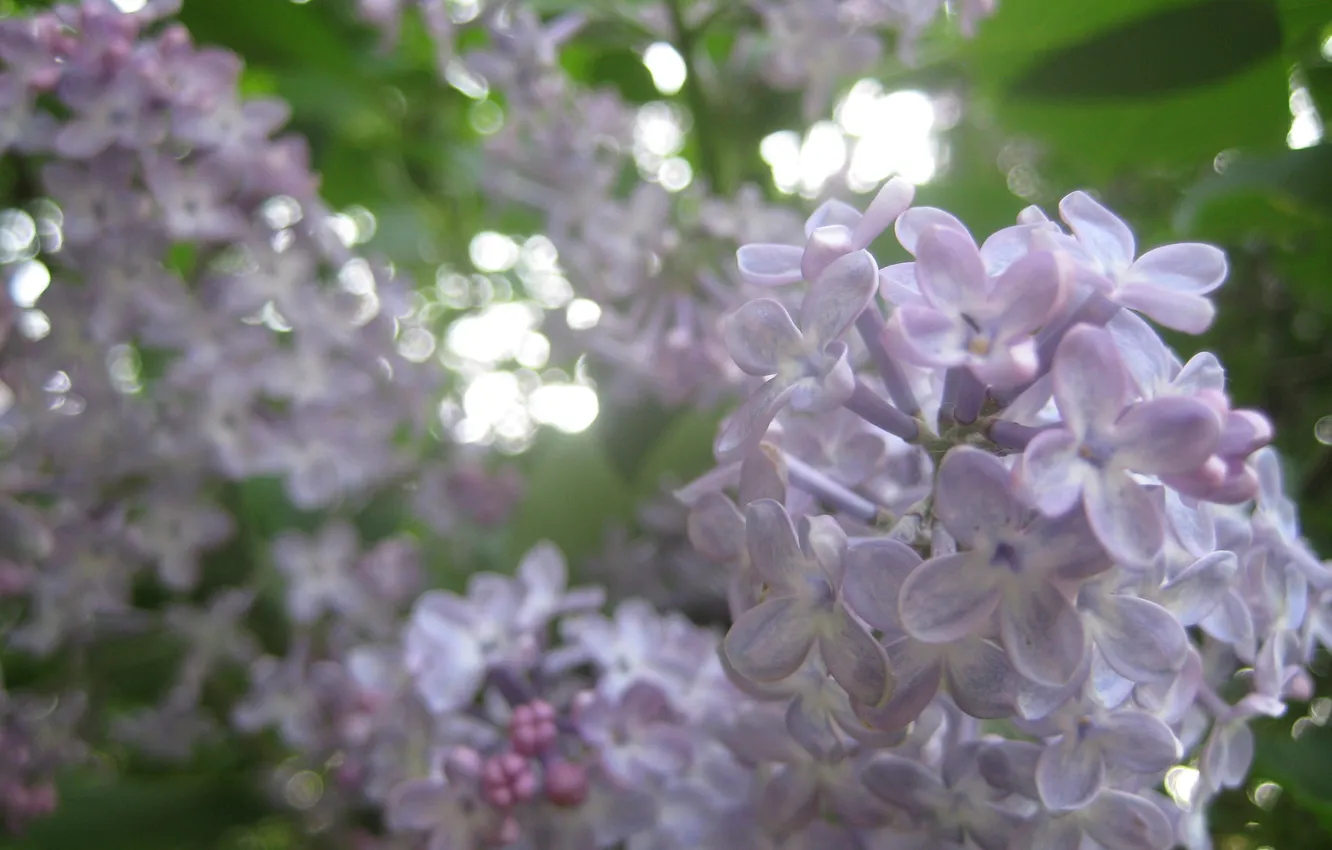 Photo wallpaper macro, flowers, lilac
