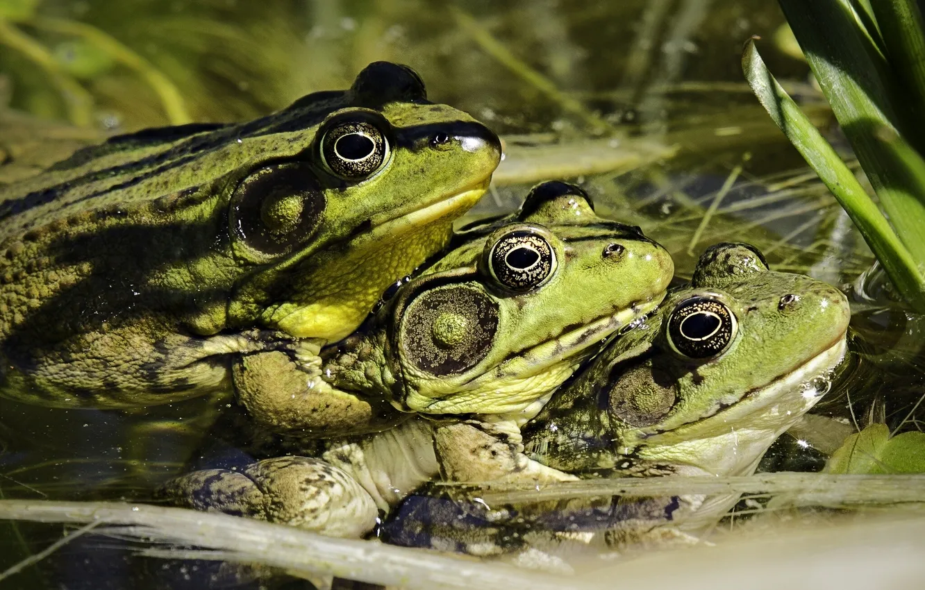 Photo wallpaper frog, pyramid, trio, Trinity